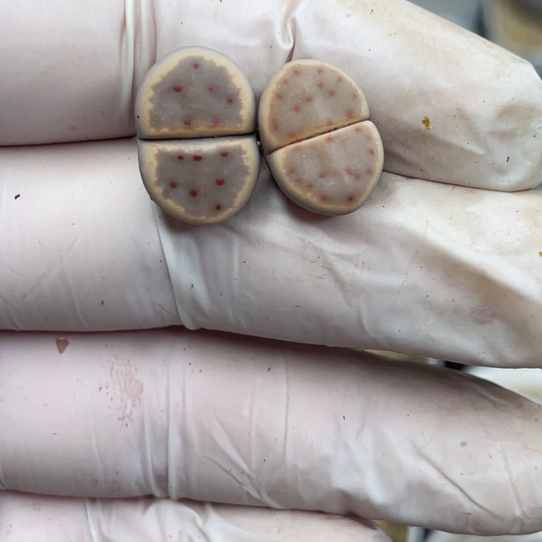 多肉植物一物一拍146