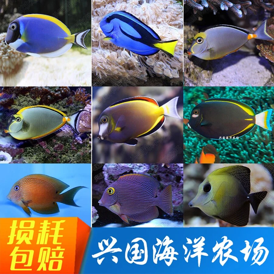吊类 三角吊海水鱼粉蓝七彩五彩狐狸大帆黄蓝点金眼天狗吃藻黄金