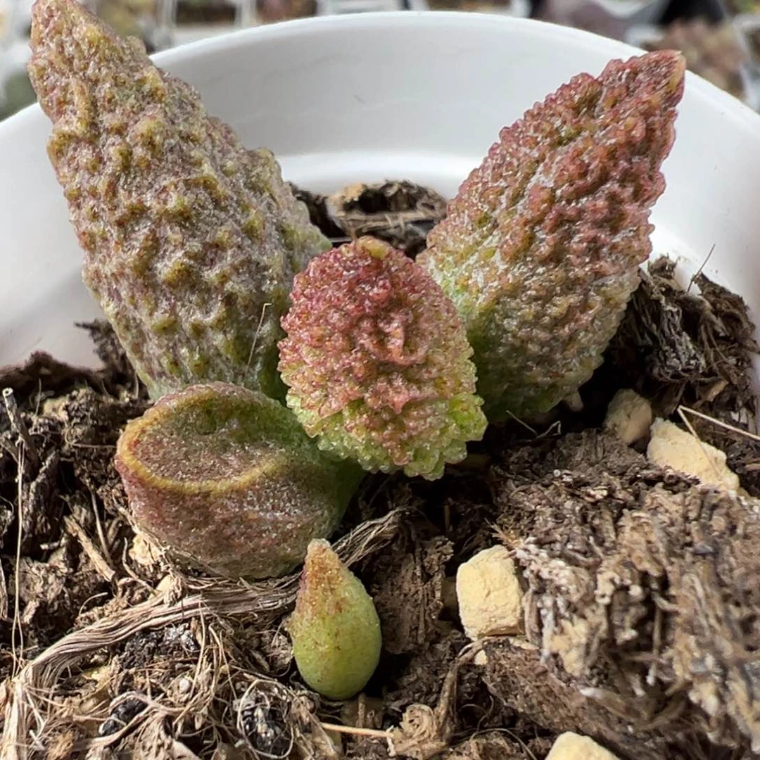 实生底叶苗纹路款多肉植物水泡