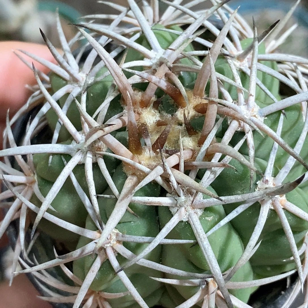 孤品实生特选株狂粗刺五十铃碧岩玉38.8福利