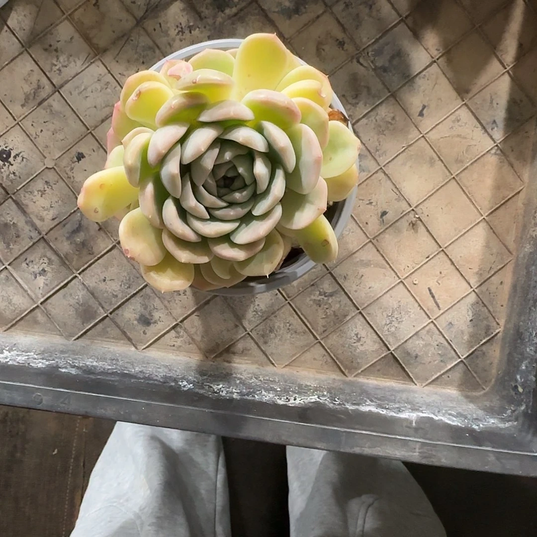 ‖***℡1颗寄养。