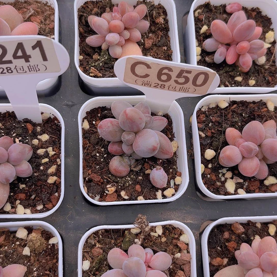 C650彩虹手指一物一拍