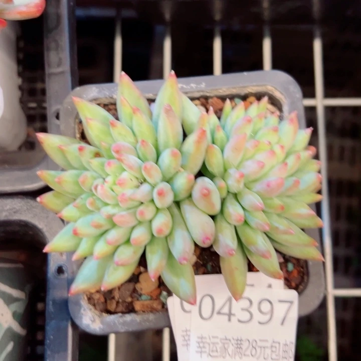 幸运的是我还没遇到你的