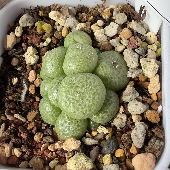 104。多肉植物的生长发育