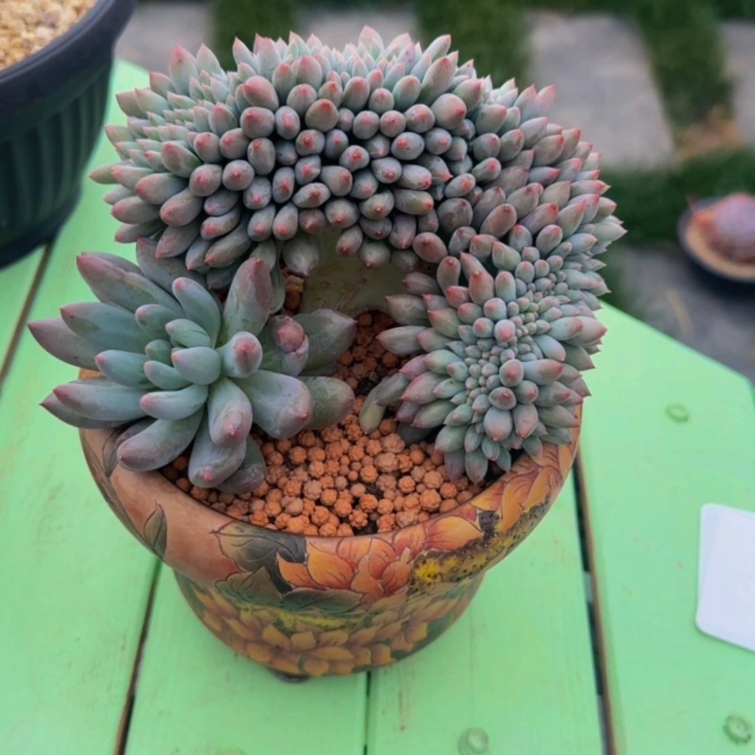 所罗门缀所罗门缀