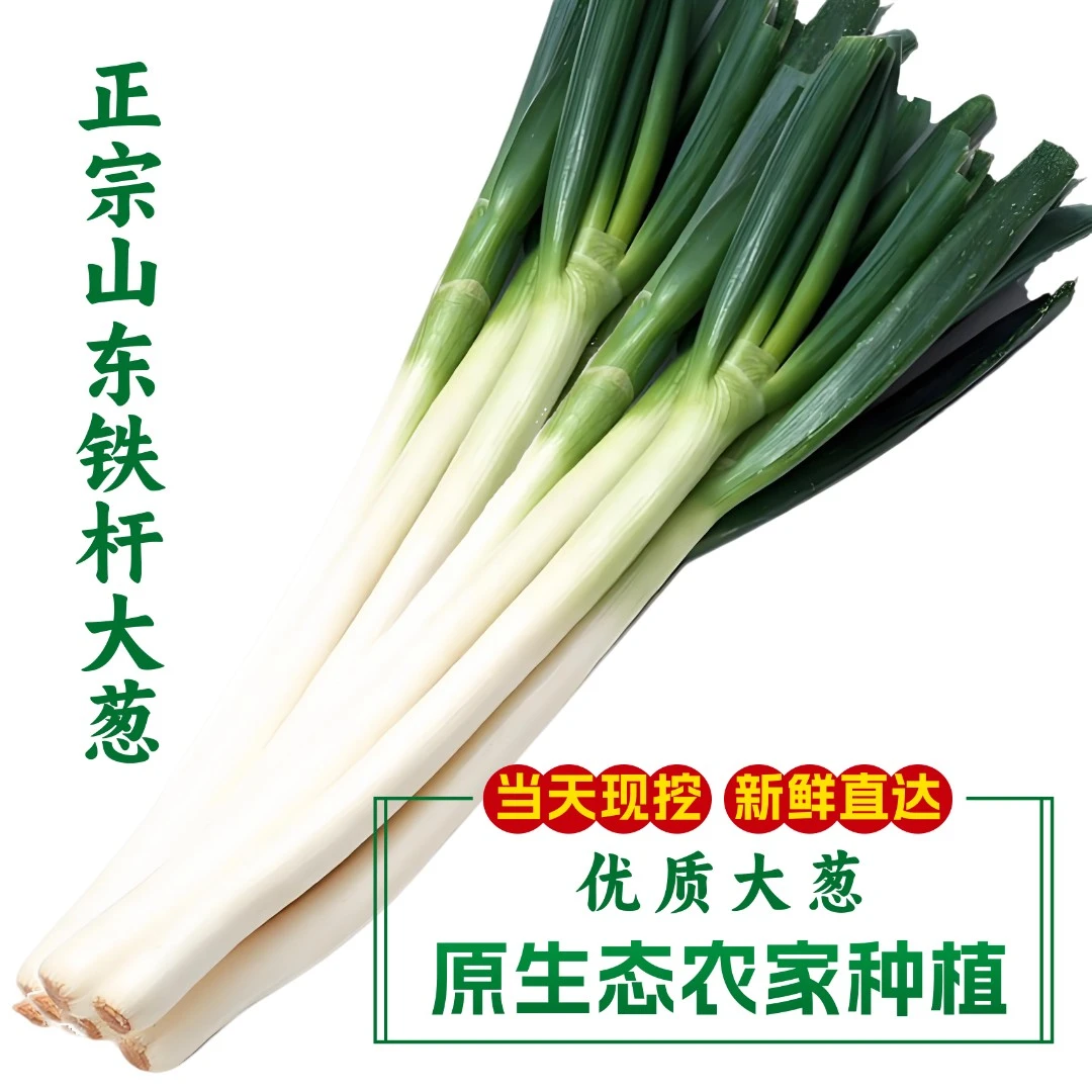 山东铁杆大葱新鲜蔬菜长葱甜脆蘸酱健康现挖现发安丘