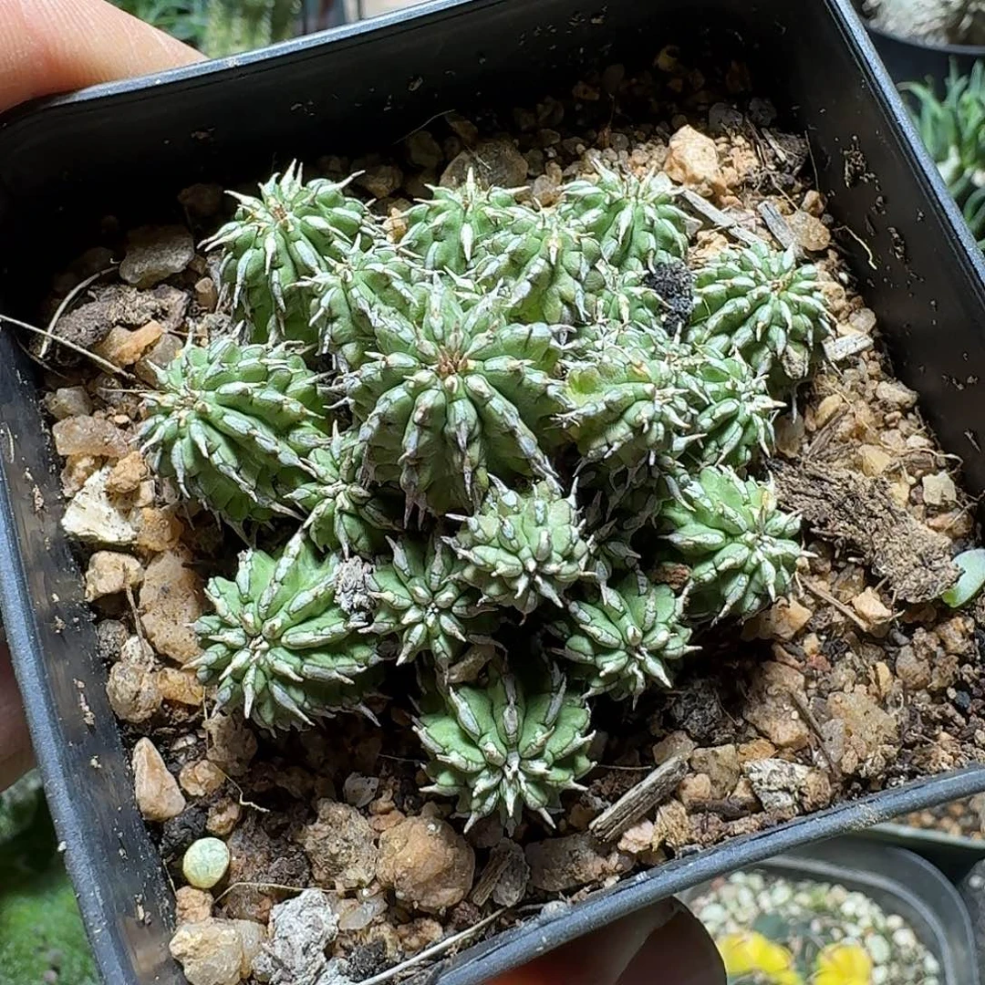 280丰收大戟带盆发货