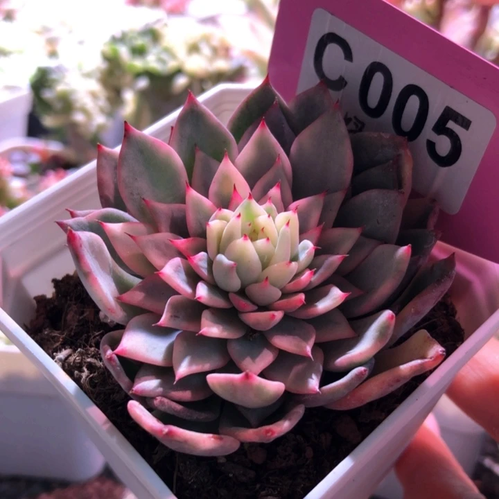 绿爪覆轮锦有根有