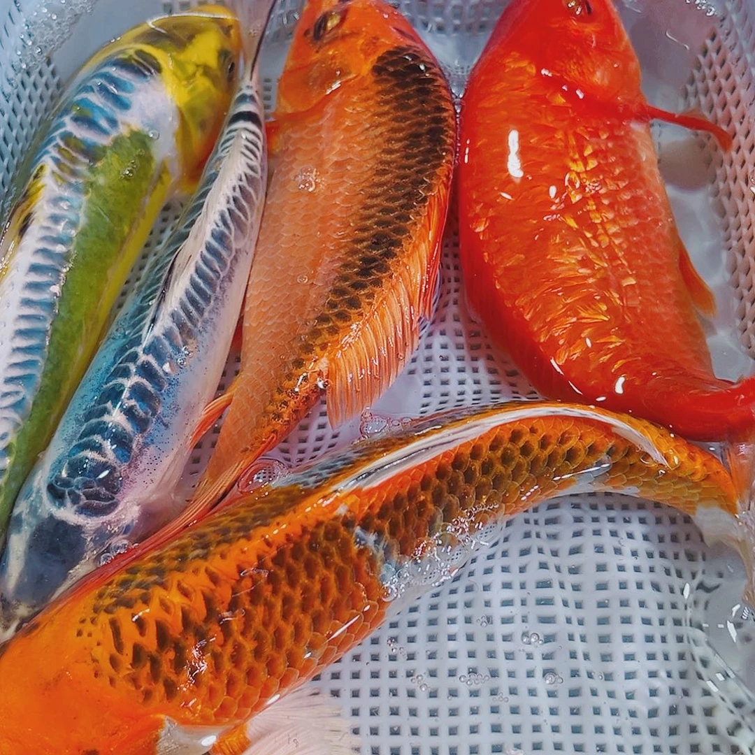 锦鲤锦鲤冷水鱼观赏鱼