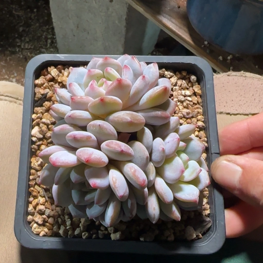 星星橙三头老桩多肉五十包邮