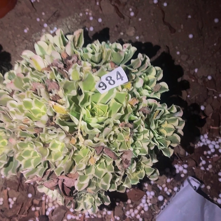 984雨花石多肉植物不售后