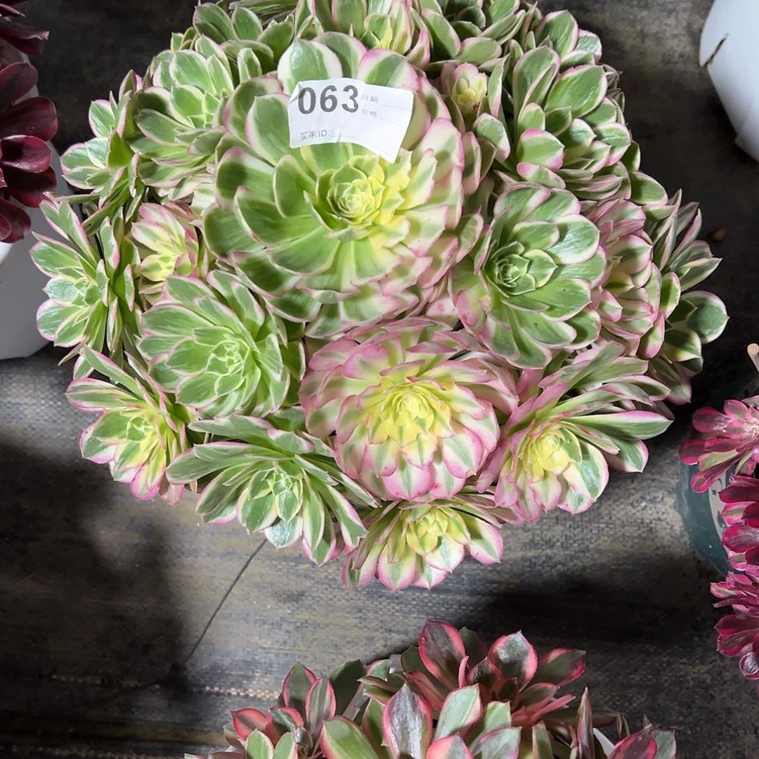 063海仙多肉法师植物