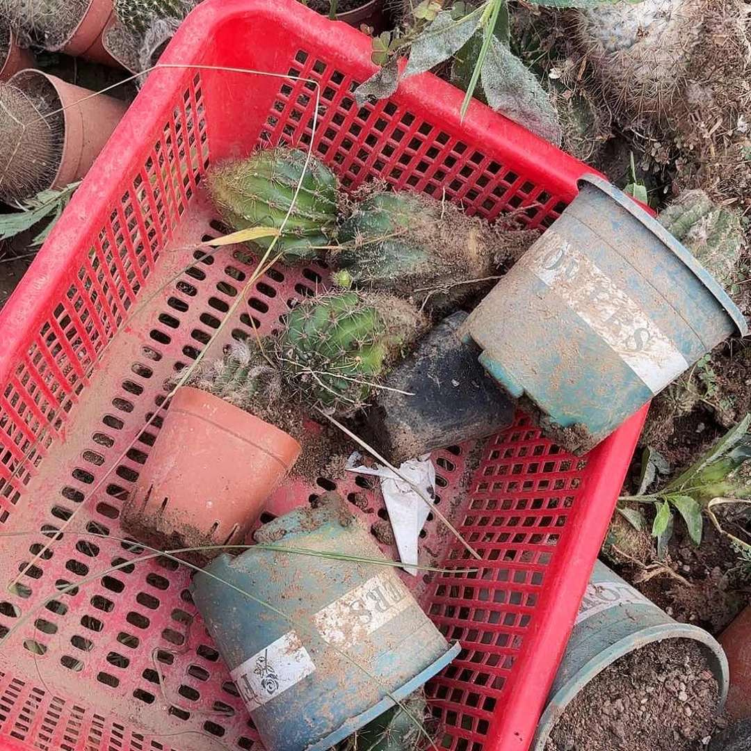 162 号瑕疵无售后仙人球