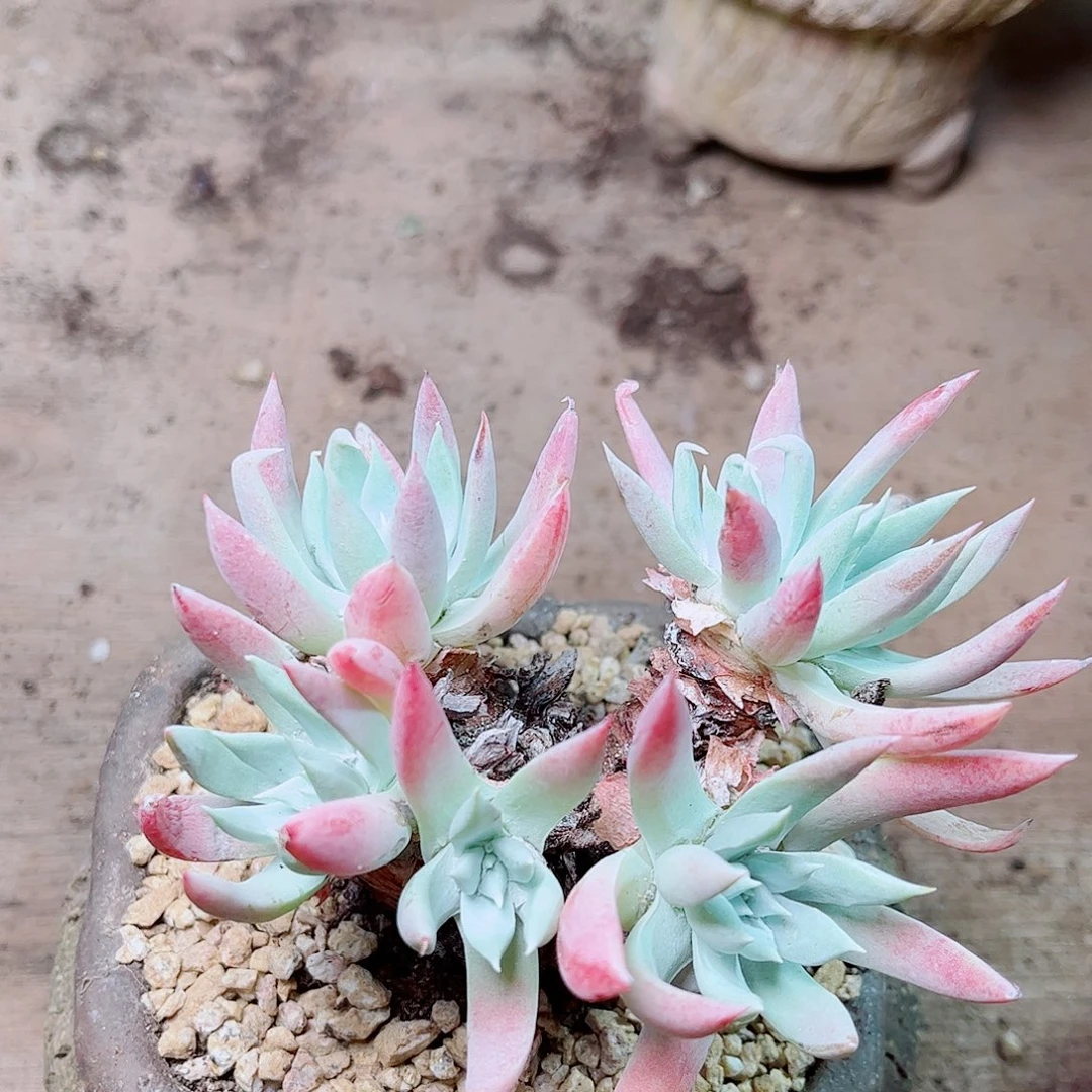 1763奴婢仙女杯多肉