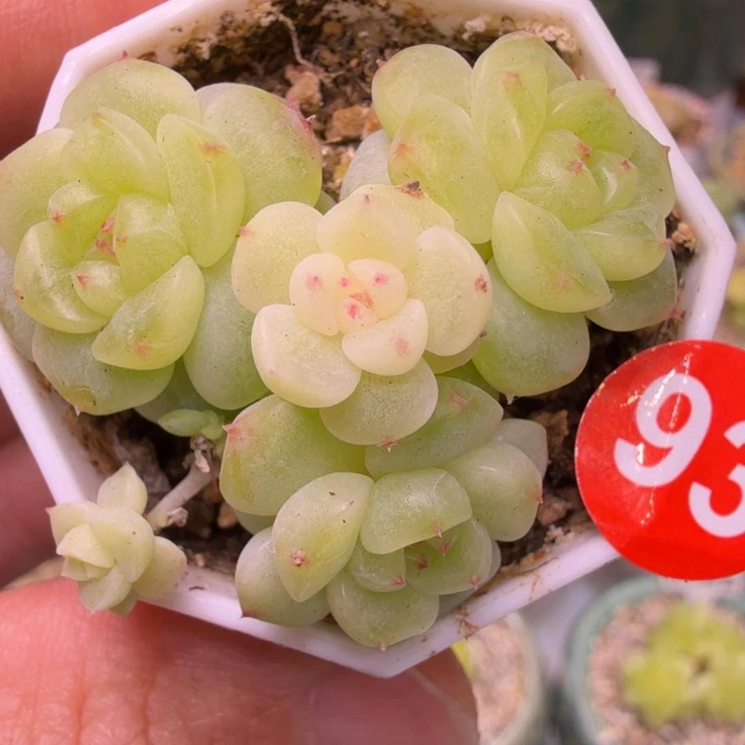 93号不知名个体不包整一物一拍