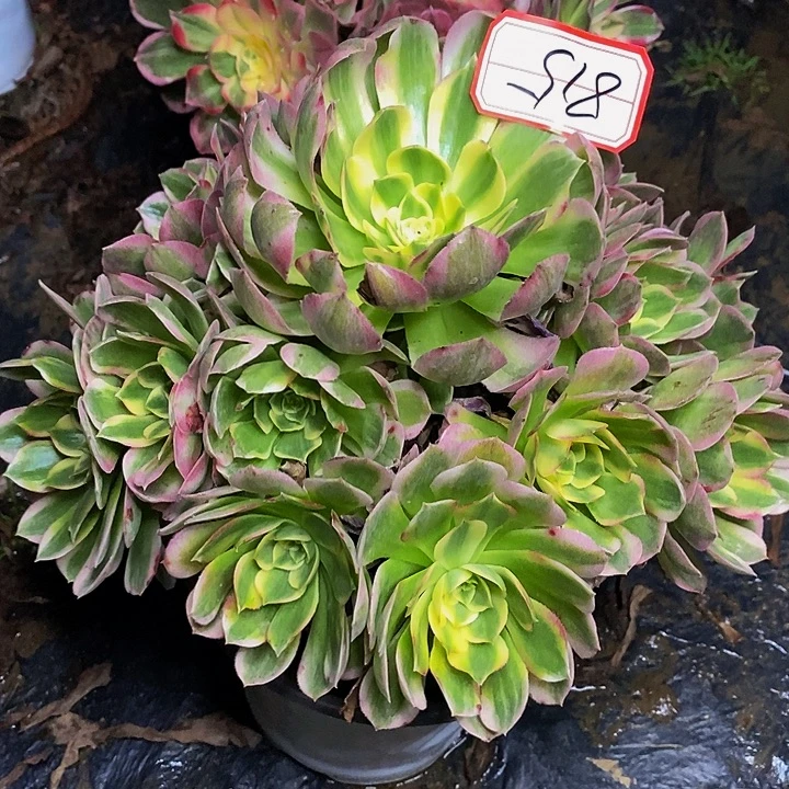 海王老桩捧花815号