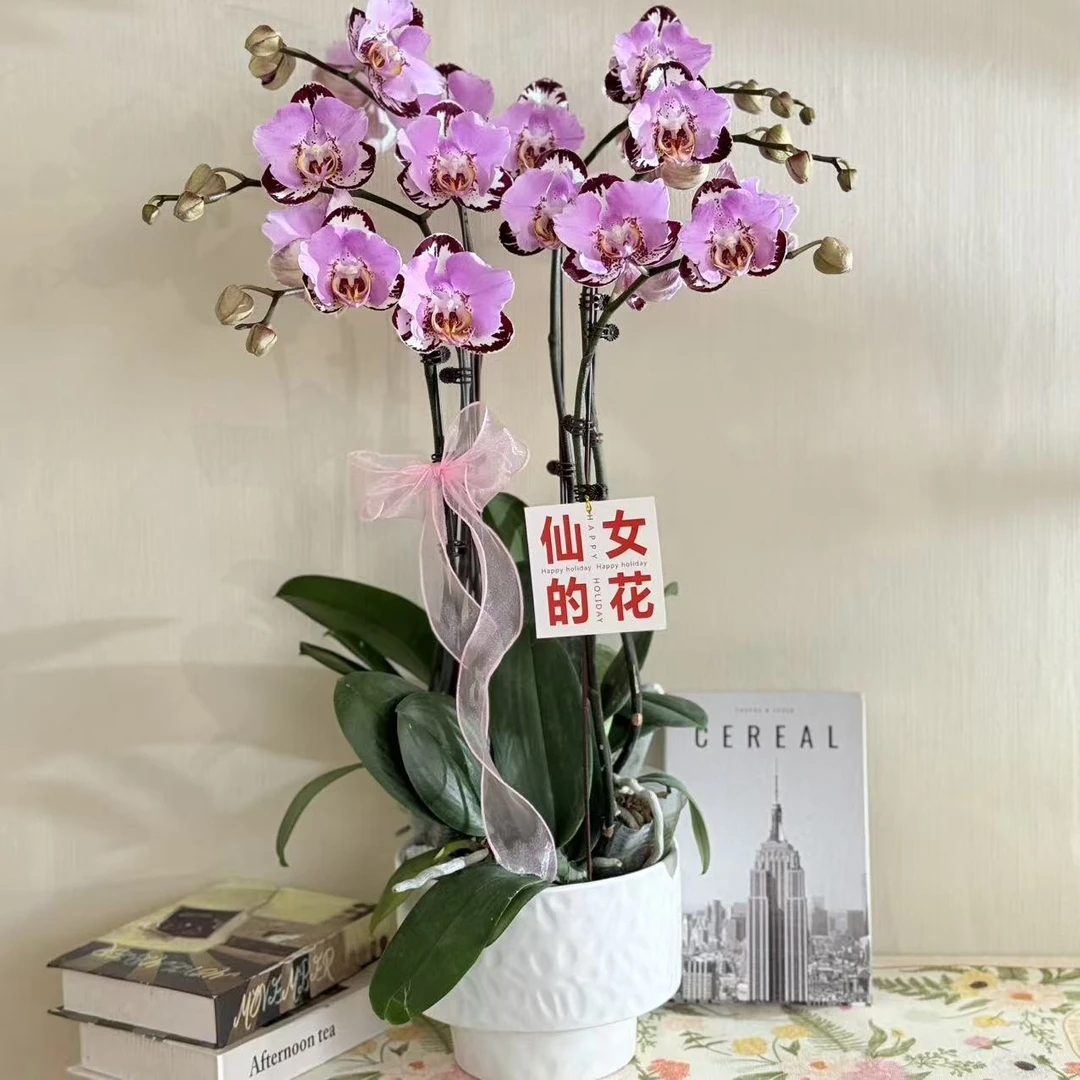 【黑钢琴】精品蝴蝶兰 花瓣波浪边 高端大组盆 独特花型 室内观赏花