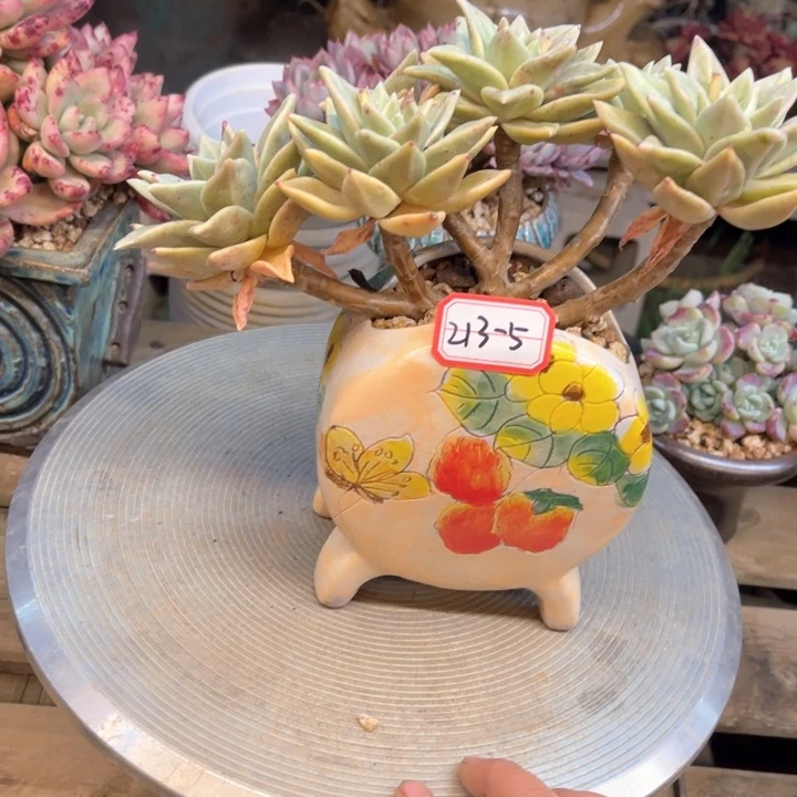 Y**a多肉植物黄金表丽娜213-5