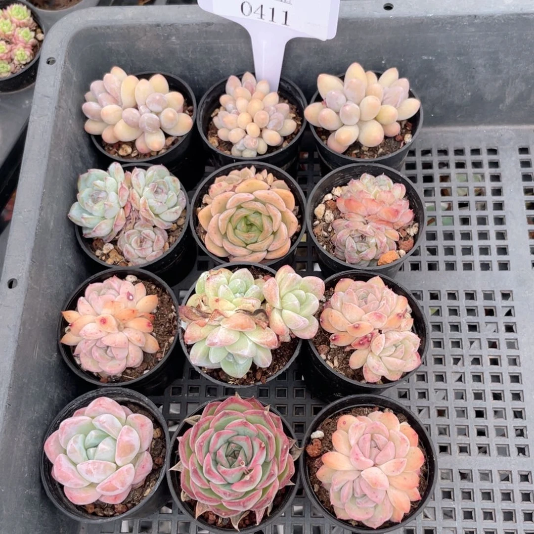 薇薇安园艺多肉0411