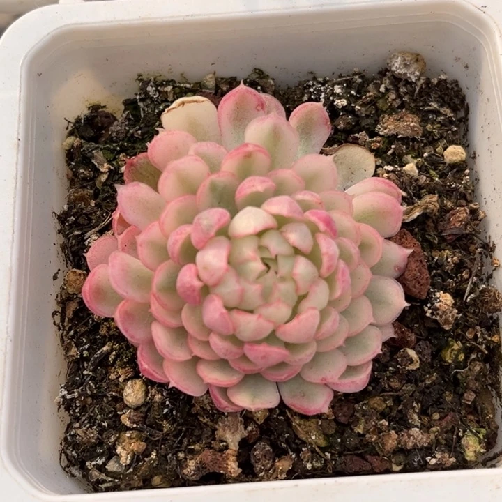 (****/梦幻玫瑰超白十一级福利