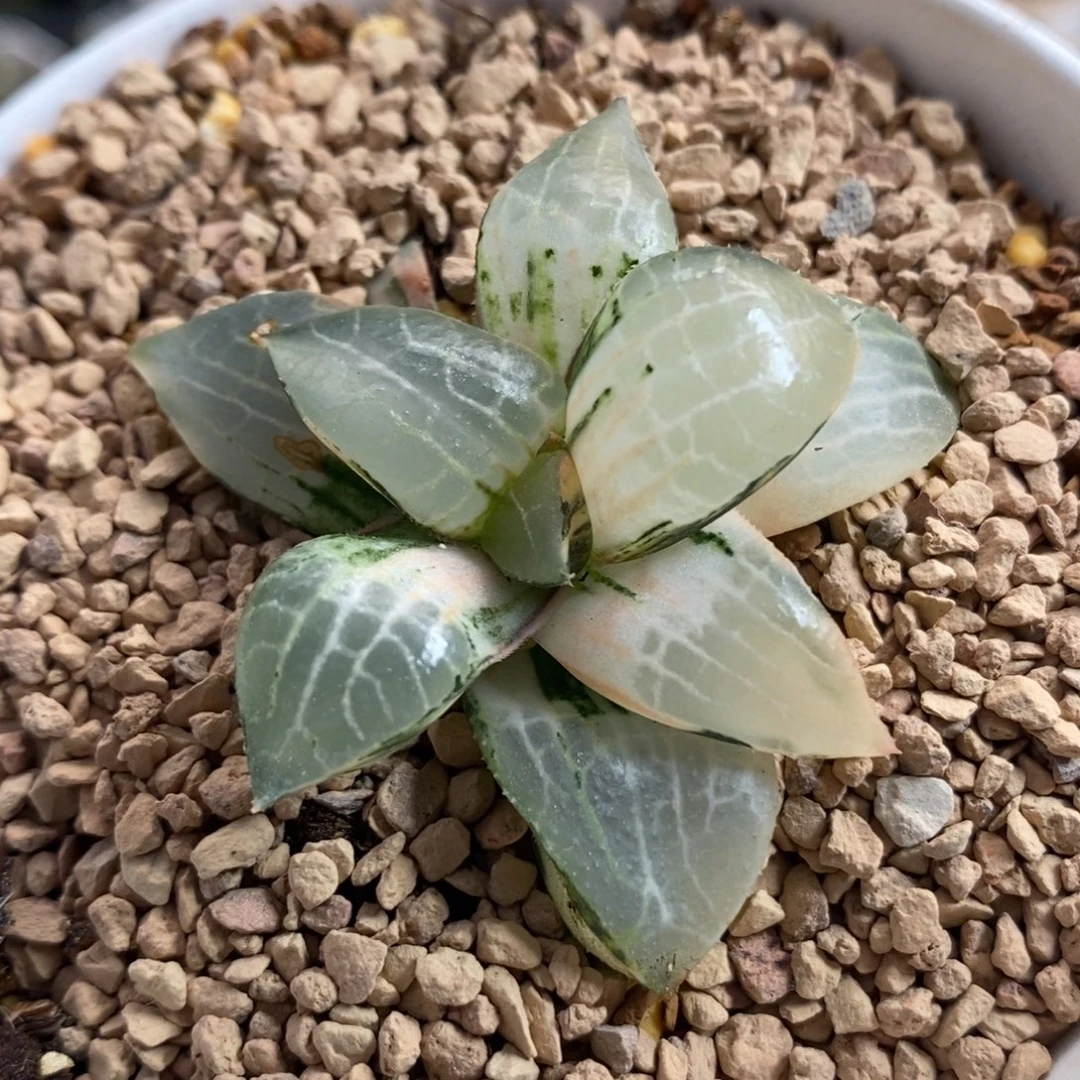 382玻璃康平锦一物一拍