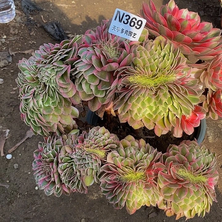 多肉植物倾城368多肉