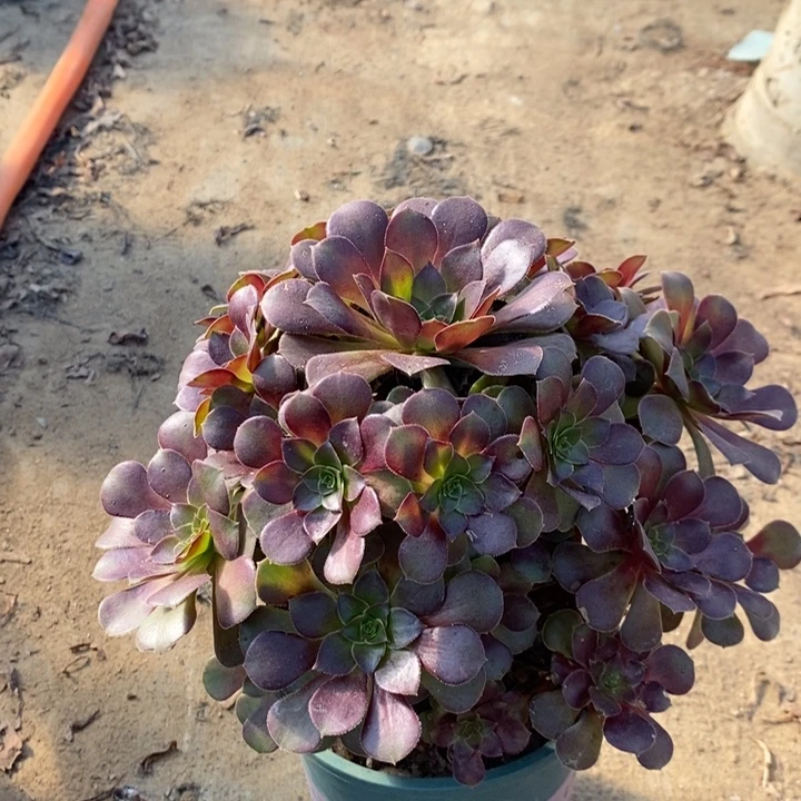 荷兰玫瑰多肉植物52
