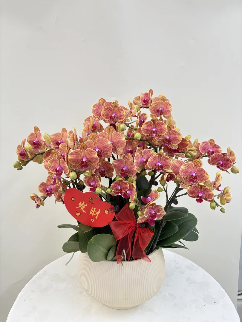 蝴蝶兰【吉利】鲜花盆栽室内观赏花花佛山基地直发好养易活