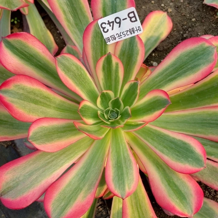 643美杜莎粉体多肉12344678