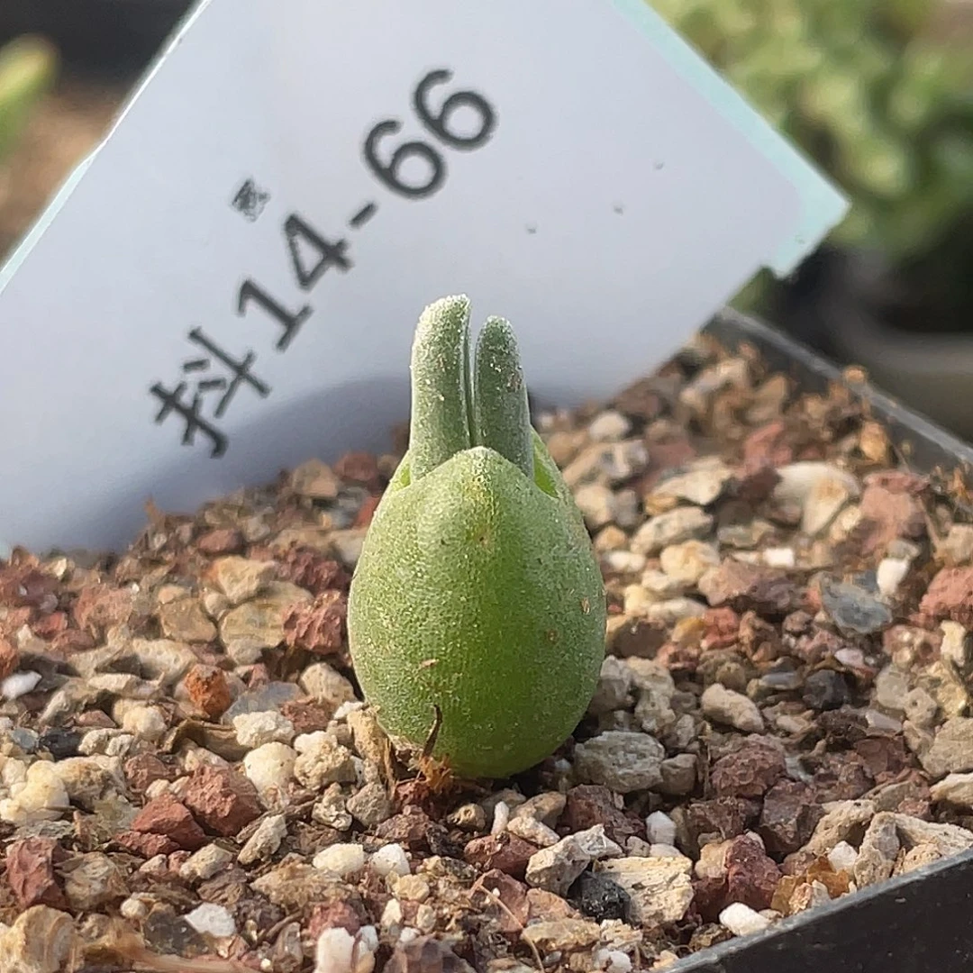 14-66哈默兔多肉植物