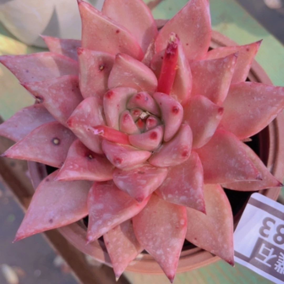 【闪购商品】罗密欧2083多肉