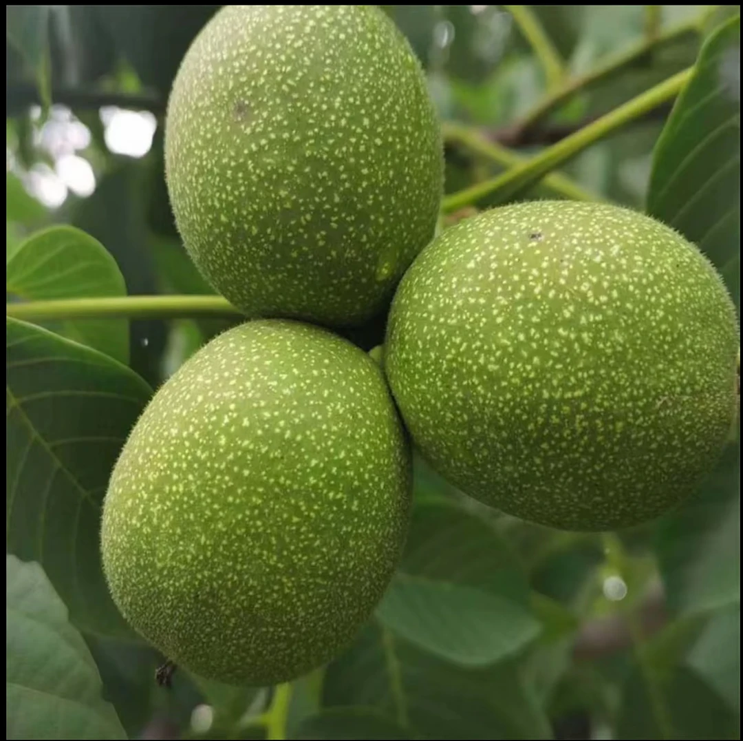 2025现货云南新鲜去青皮湿核桃鲜核桃薄皮核桃送核桃夹