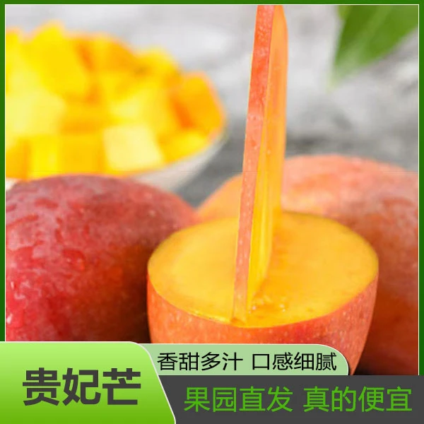 助农广西百色田东现摘大贵妃芒果