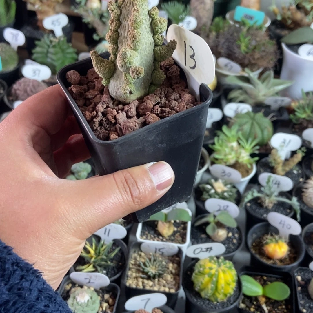 蛇缇玉一个一物一拍