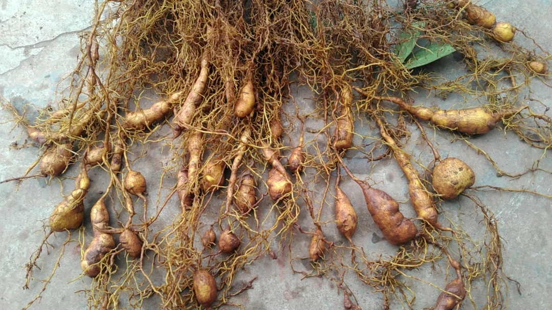 金果榄爬藤带果大苗