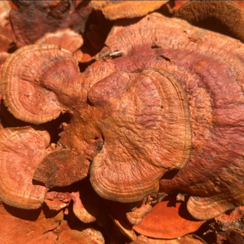 大山特产 ~ 红柔灵之