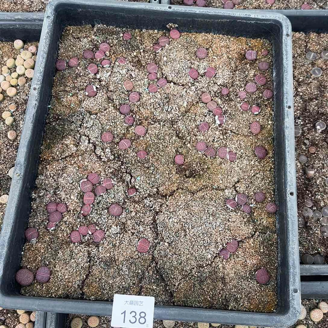 清框脱土发无售后。  138