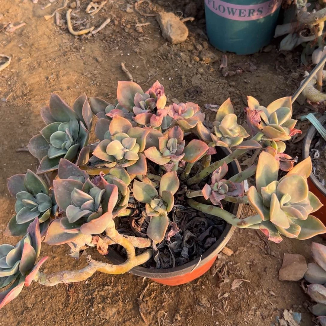 多肉植物赫式老庄