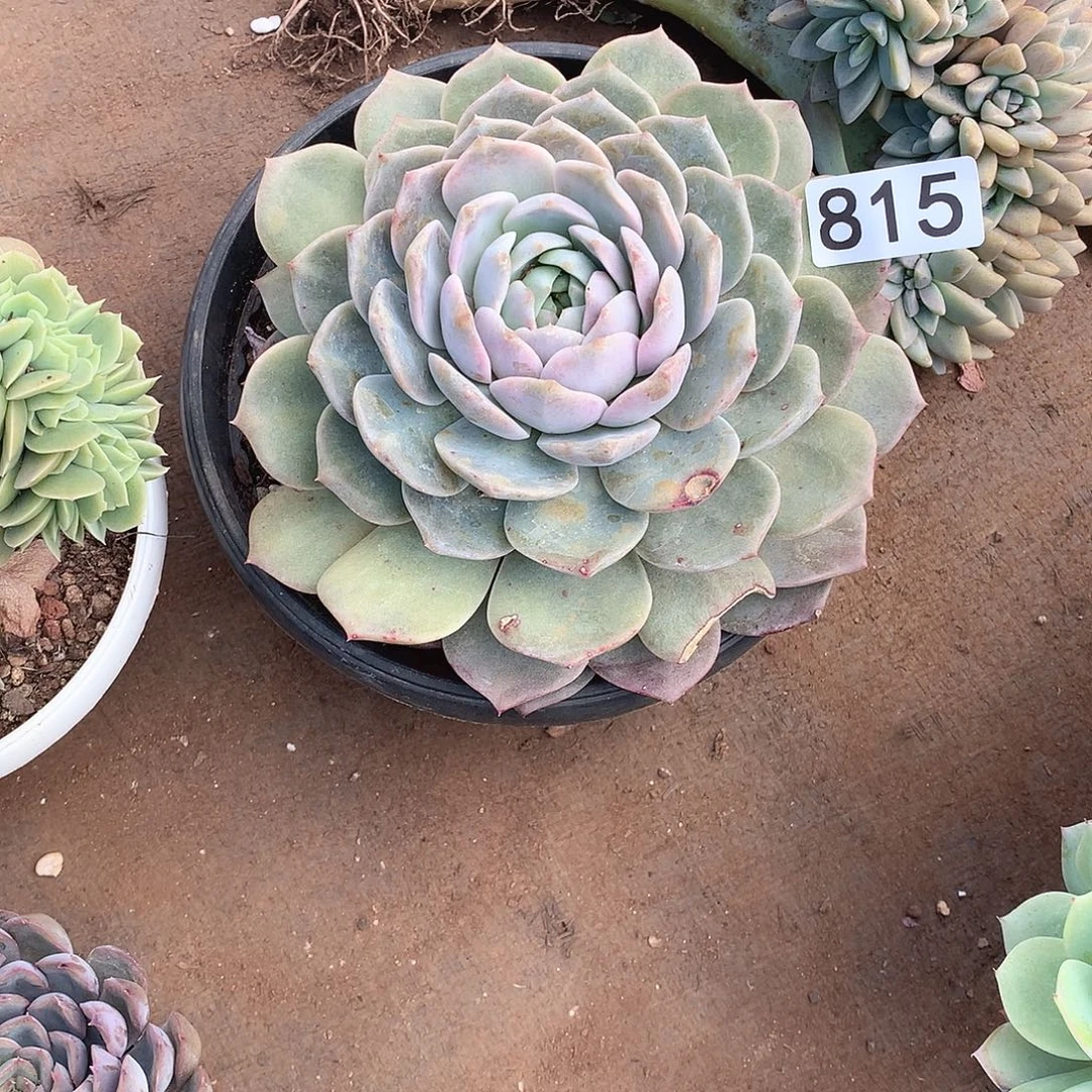 815 一物一拍多肉