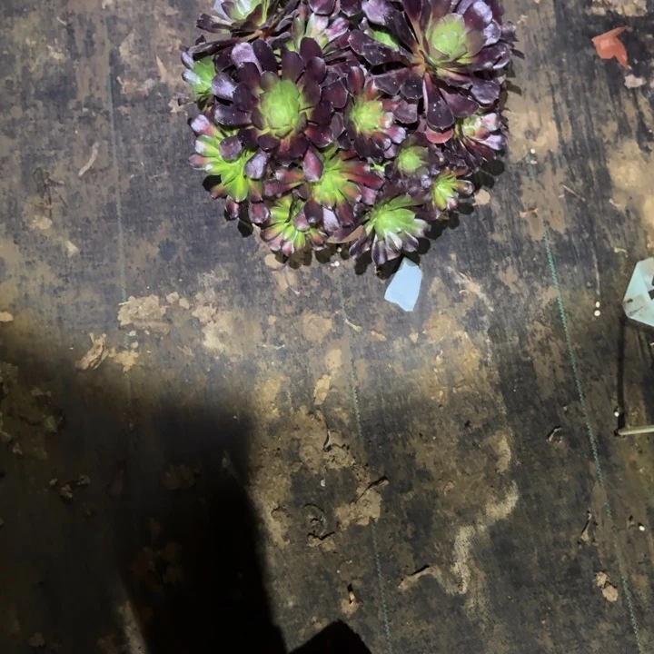 一单包邮不包侧枝8