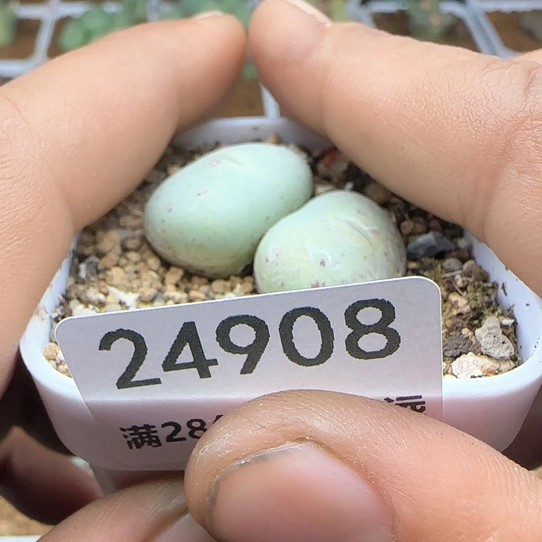 ?*霉脱土发货28包邮24908