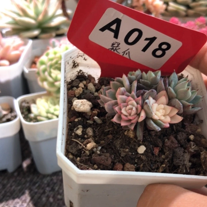 绿爪有根有根有根