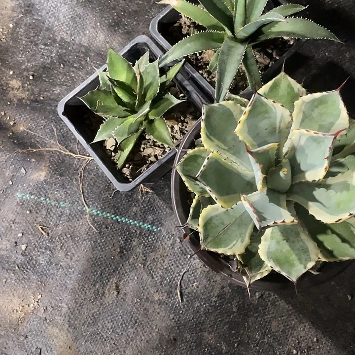 偶***遇无花朵龙舌兰绿色植物