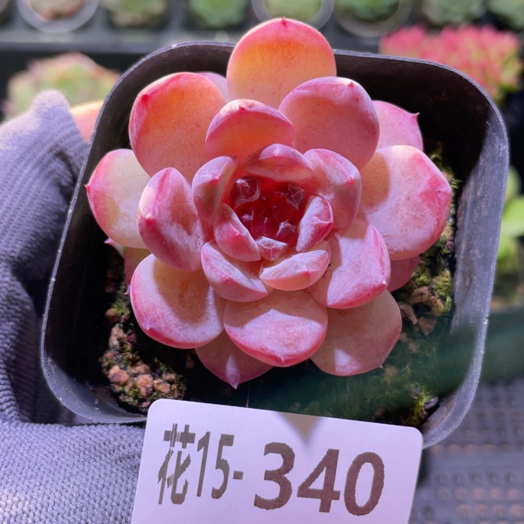 花利美15-340糖心新品