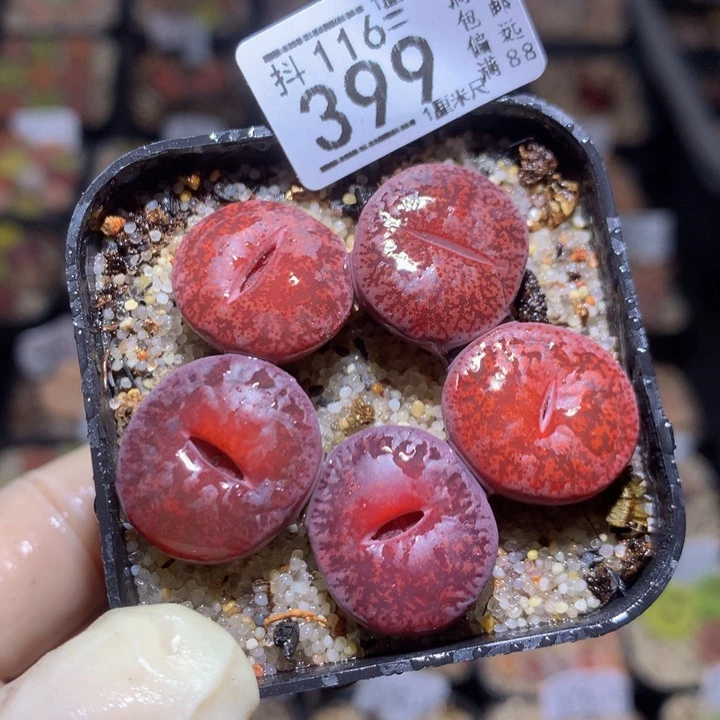 精品生石花116.399