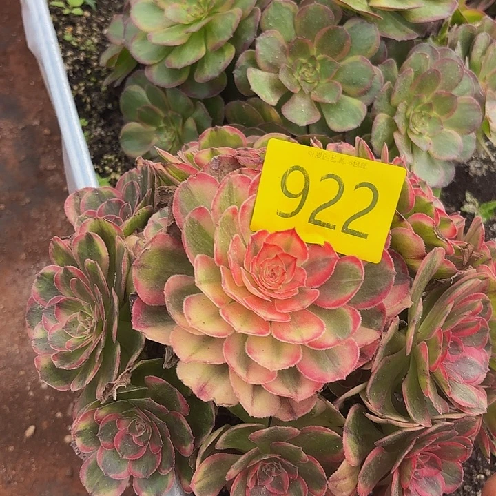 多肉植物福利来922个