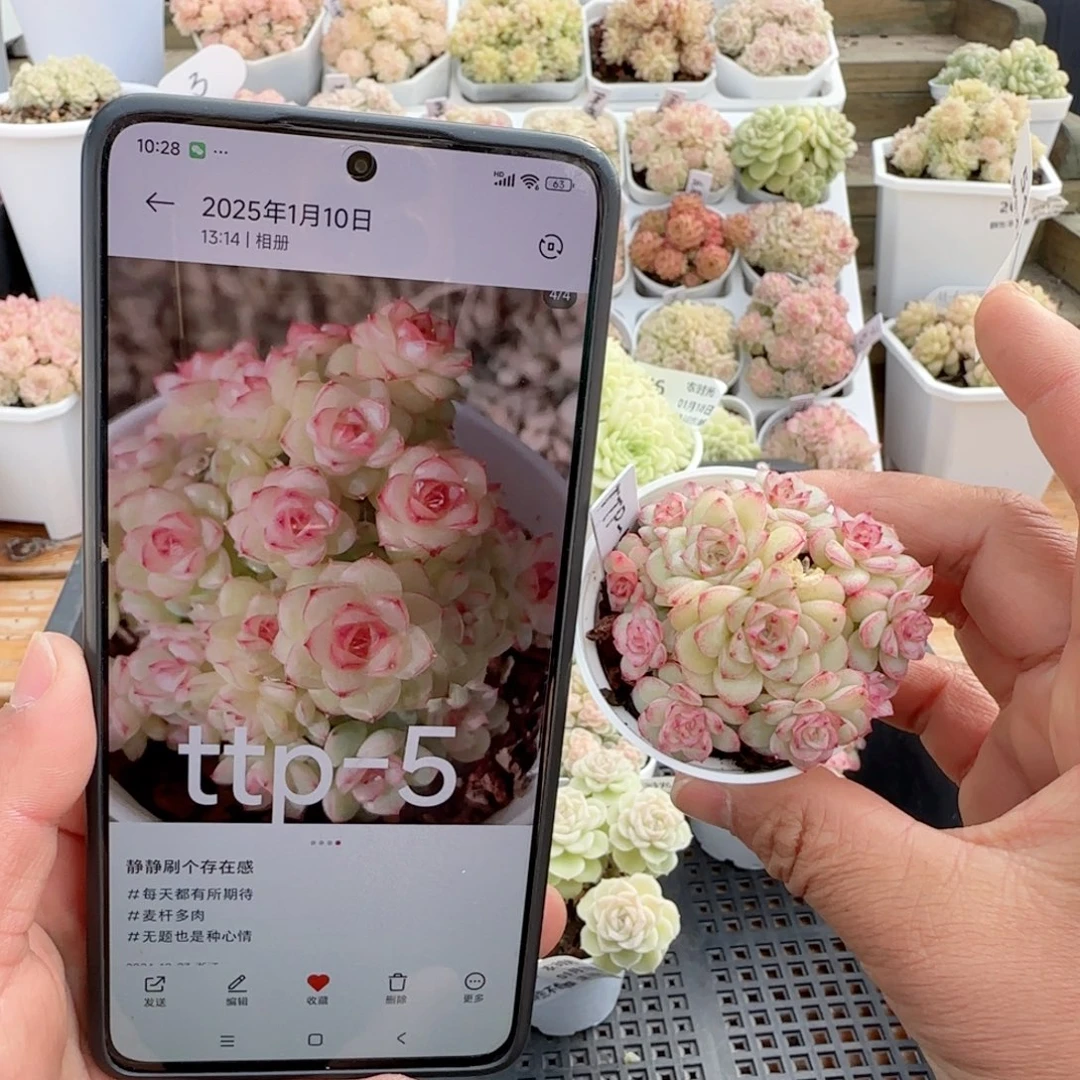 【闪购商品】0118-54（ttp-5）