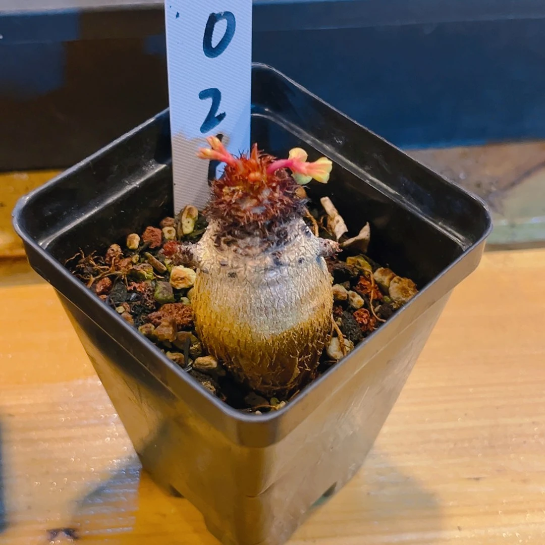 象鼻大戟，5026号