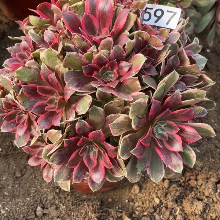 无花朵597浣纱多肉植物