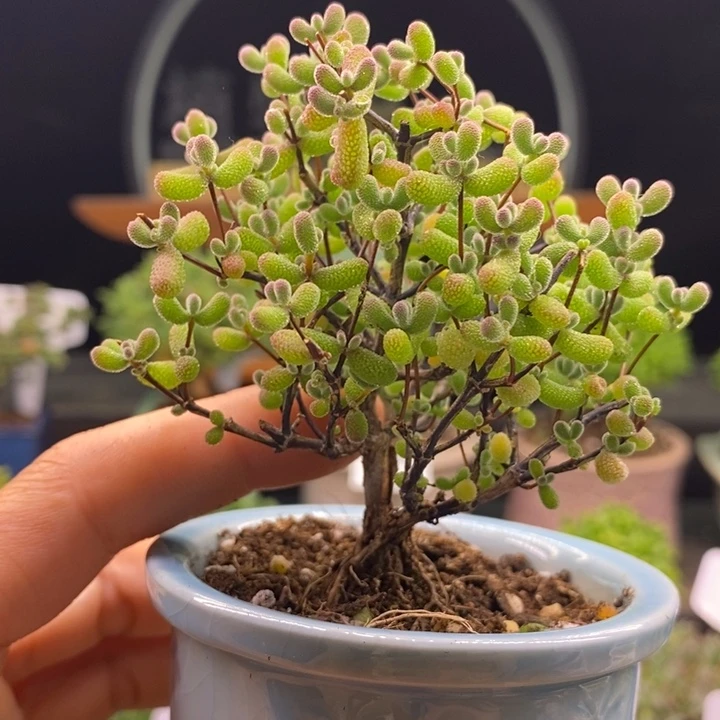 无花朵213翡翠。